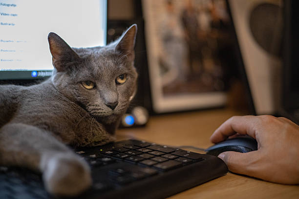 istock Worker and His Cat: Cozy Office Moment with Pet on Keyboard 2246503159