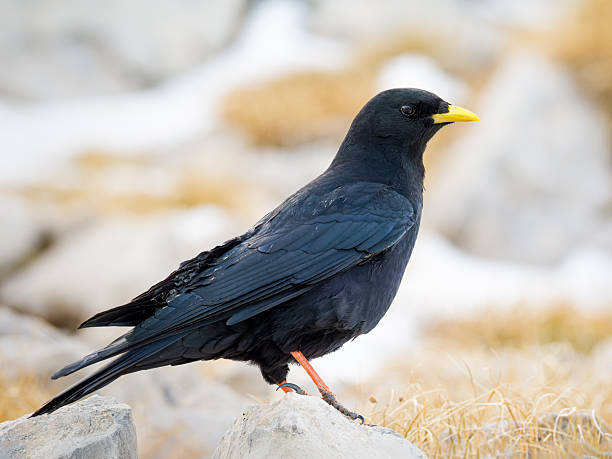 istock Alpine Chough (Pyrrhocorax graculus) Perched on Rocks in High-Altitude Alpine Habitat 2246504076