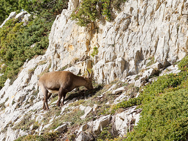 A group of Alpine Ibex (Capra ibex) feeding on steep rocky slopes in the Vercors mountains. The images highlight their natural behaviour, impressive horns, agility and adaptation to rugged alpine environments.