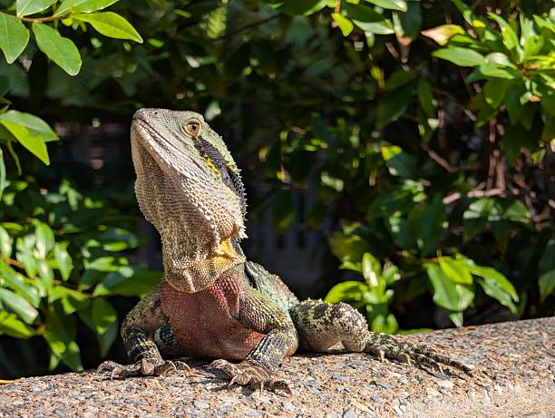 Australian water dragon lizard basking on a sunny garden wall