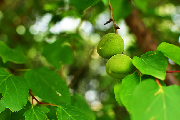 Unripe green apricots on the tree