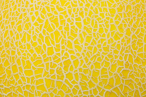 Close-up macro of cantaloupe peel texture,Melon skin texture close up. Summer background.