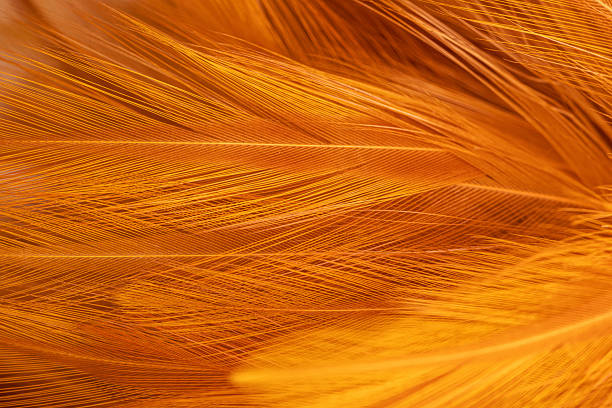 istock Brown feather texture, macro, close up,Close-up of brown blurred soft feather texture,Brown macro feather texture,macro photo of brown hen feathers. background or textura,Chicken feather macro,background soft chicken feather color brow 2246507583