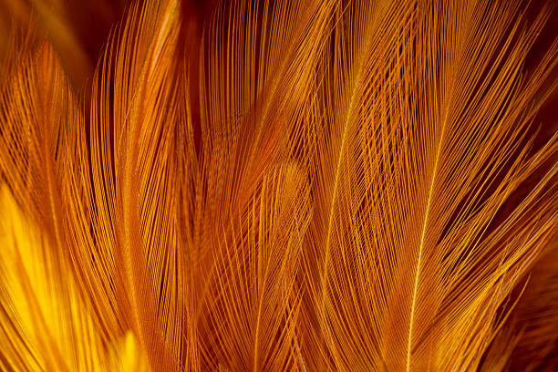 istock Brown feather texture, macro, close up,Close-up of brown blurred soft feather texture,Brown macro feather texture,macro photo of brown hen feathers. background or textura,Chicken feather macro,background soft chicken feather color brow 2246508848