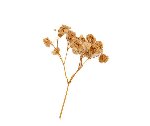 istock Dried wildflowers branch on white background 2246510165
