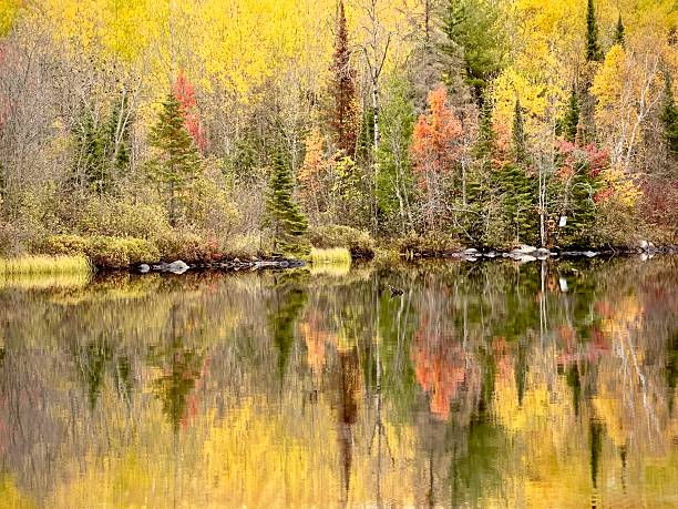Autumn colorful trees reflection in the Minnesota Lake water.  Splendid fall colors exploding on shoreline