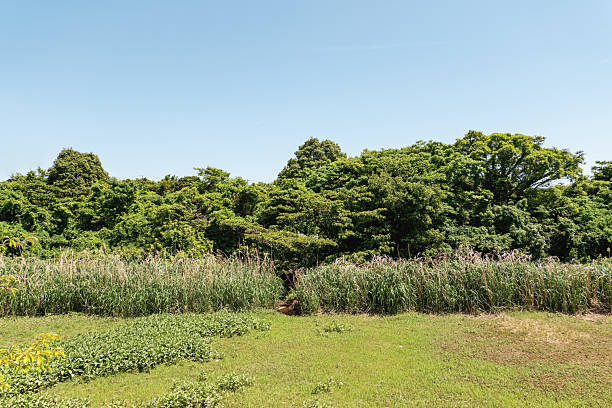 A wide landscape shot of a lush green field and tall grasses bordering a dense forest, all under a perfectly clear, bright blue sky.