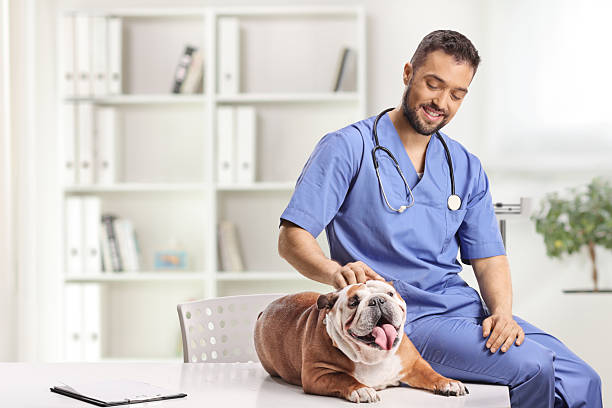istock Veterinarian sitting on a desk with a bulldog 2246511100
