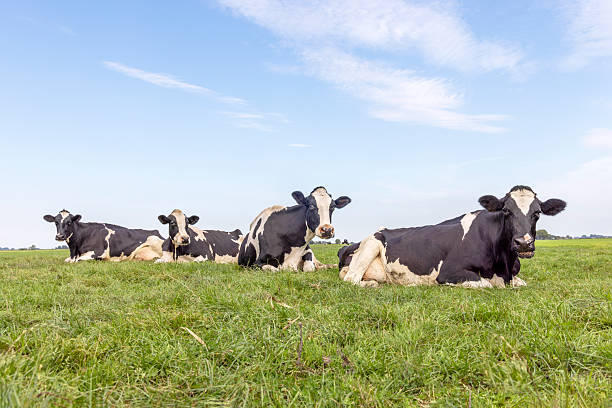 istock Four cows lying down, cozy on row in a field, relaxed and happy, blue sky 2246511871