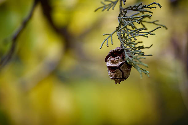 Pine cone rests on a green branch during autumn season.