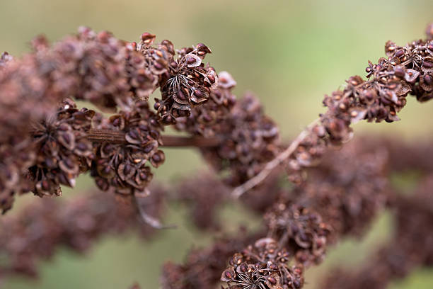 istock Brown plant seeds growing on a branch in nature 2246512865