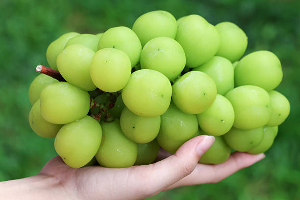 istock Closed up hand holding Shine Muscat grapes fruit fresh from farm 2246515783