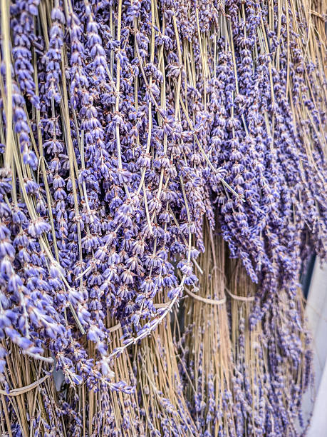 istock Group of lavender flower bouquets 2246516117