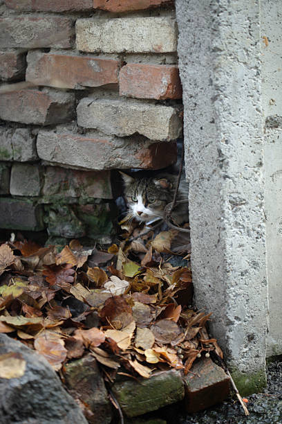 istock Cute street cat sitting on leaves 2246516881