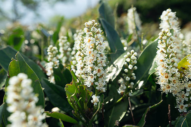 Close up of cherry laurel bushes in bloom, showing clusters of white flowers and glossy green leaves in bright sunlight. The image captures fresh spring growth and natural detail in a garden or woodland setting. Suitable for themes of plant life, gardening, nature, and seasonal change.