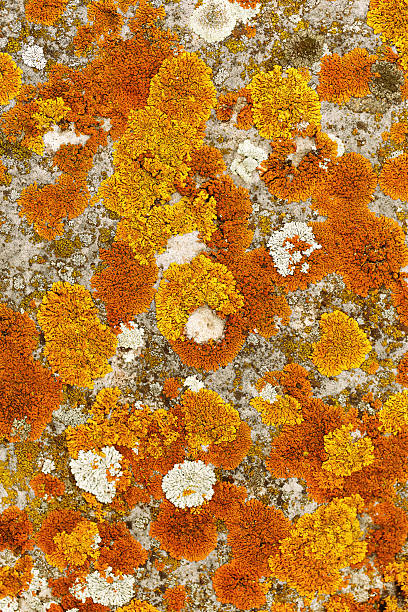 istock Lichens and mosses in various shapes, forms and textures on surface of rocks as natural environment pattern or textured background, top view colorful nature pattern, biological aesthetic 2246518363