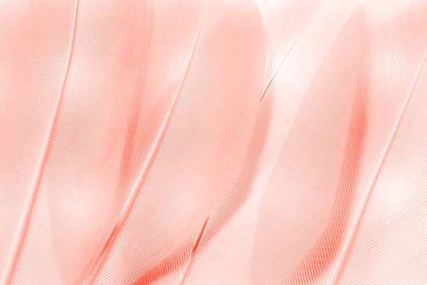 Macro photo pale pink feathers, natural pattern with fine texture and soft lines, abstract nature background. Minimal pastel composition for beauty, fashion, design concepts. Aesthetic beauty nature