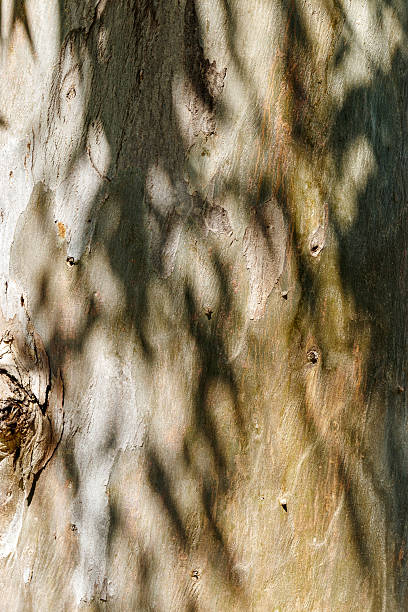 istock Closeup of sycamore tree bark texture background with natural wood patterns and rough grainy wooden surface with leaves shadow, macro trend photo for eco-friendly projects and nature-themed design 2246518452