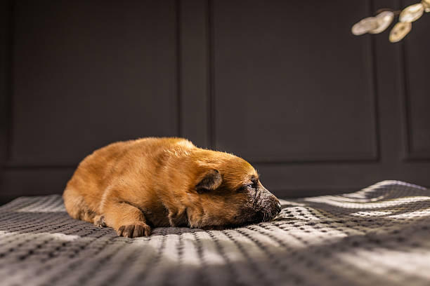 Isolated brown dog sleeping on white background.