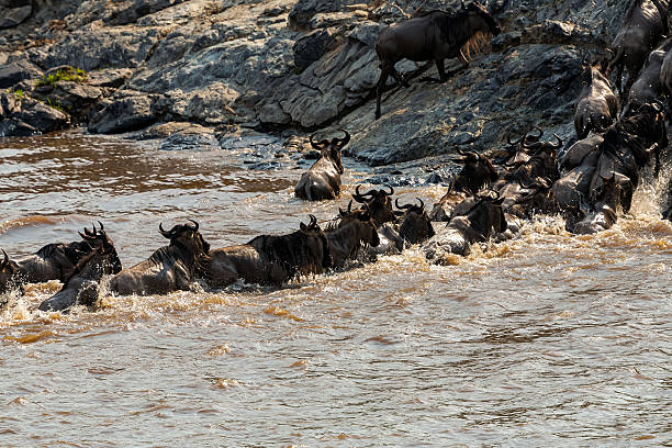 istock Wildebeests Climbing Rocky Bank after River Crossing 2246520531