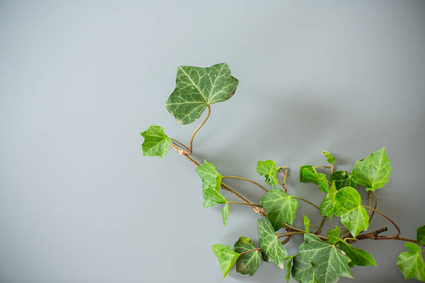 istock Isolated ivy branch on gray background 2246522693