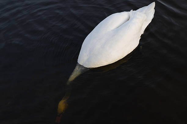 istock Swan diving head-first into dark water 2246522819