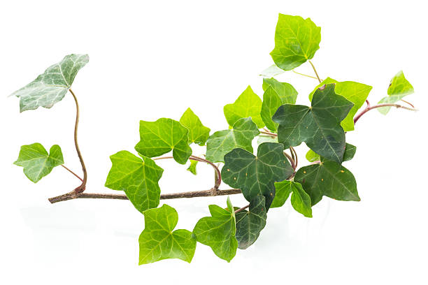 istock Isolated ivy branch on white background 2246522881