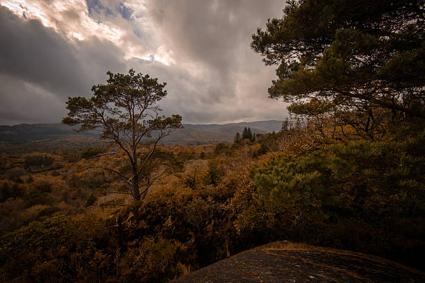Grey clouds over autumn colour woodland in Glengariff