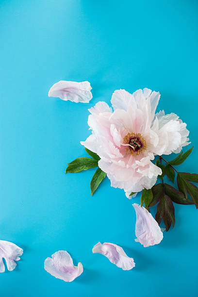 istock Single large peony flower in pastel colors from above 2246524647