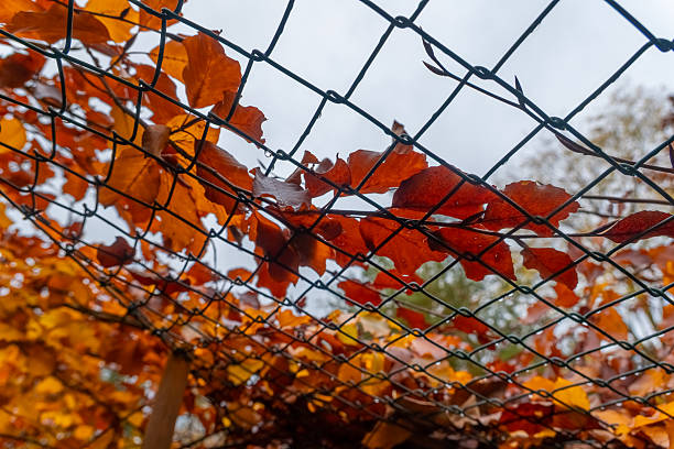 Beneath a soft gray sky, warm orange and red leaves cling to a trellis with a protective net. Natures colors create a peaceful atmosphere in an autumn park.