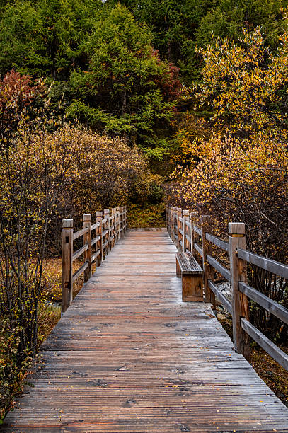 istock Wooden trail in autumn forest 2246525159
