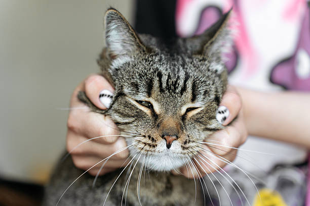 istock Close-up of a tabby cat being gently held by hands with stylish manicure. 2246525271