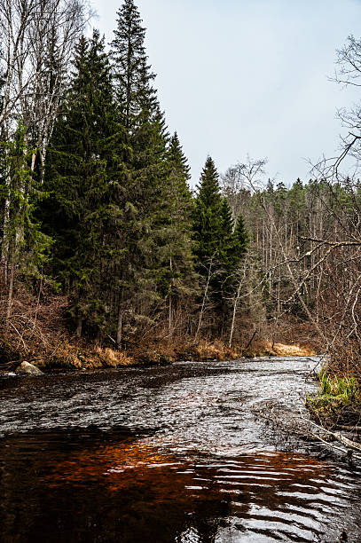 istock Amata River Flowing Through Forest in Latvia in November 2246525548