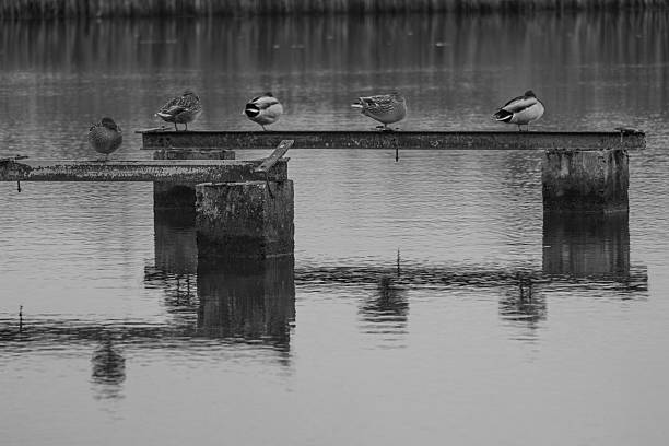 Resting Ducks on Old Concrete Pier in Still Water  Peaceful Black and White Minimalist Reflection Scene