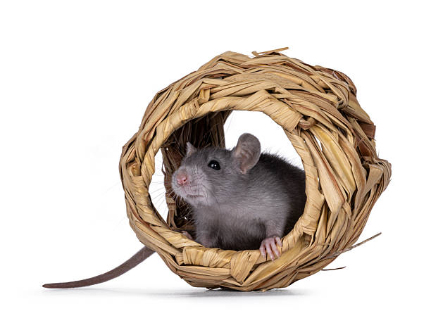 istock Rat accesoiries on white background 2246528134