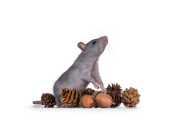 istock Rat autumn style on white background 2246528161
