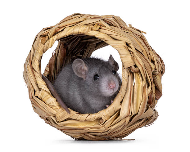 istock Rat accesoiries on white background 2246528177