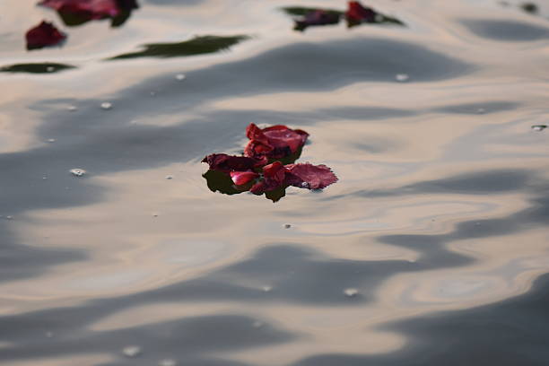 Red rose petals floating on the surface of the water with reflection