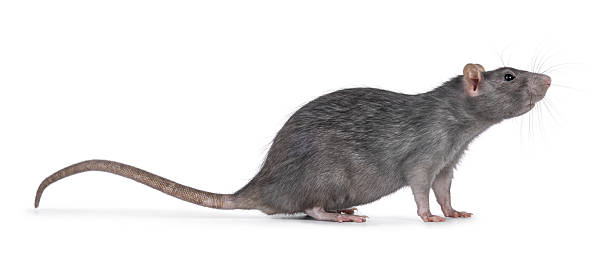istock Adult rat on white background 2246528633