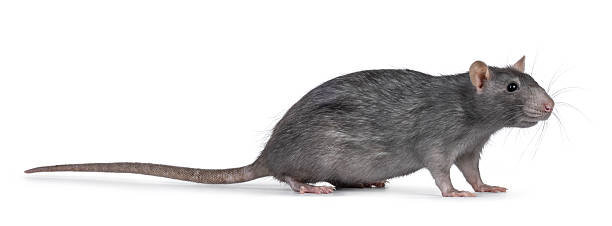 istock Adult rat on white background 2246528639