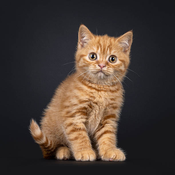 istock British Shorthair on black background 2246528767