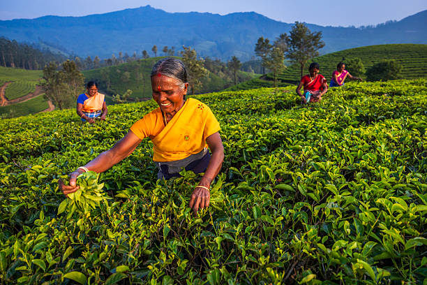 istock Tea pickers at dawn — Munnar, India 2246528805