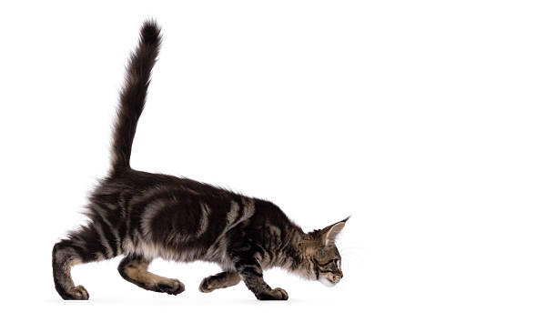 istock Maine Coon cat kitten on white 2246528861