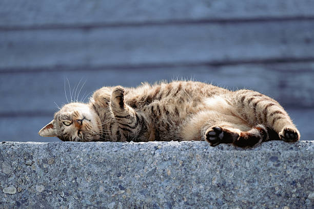 A collection of images featuring stray tabby cats resting, stretching, grooming, and walking on stone surfaces outdoors in natural daylight. Captured in an urban environment with soft, calm tones.