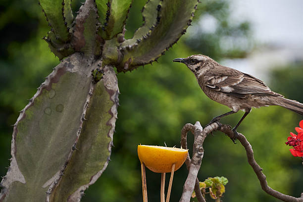 istock Long-tailed mockingbird in the foreground feeding freely on fresh, sweet fruit. 2246530217