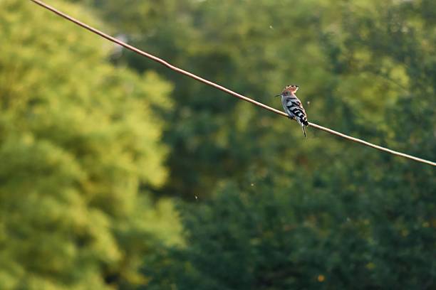 Eurasian hoopoe Upupa epops on cable looking for some kind of prey