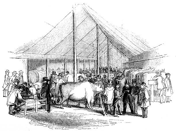 Antique zoology animal illustration: Agricultural Fair Prize cattle
