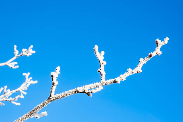 Tree branches covered with white hoarfrost against the blue sky background. Up view. Frozen plants. Pattern of pear tree in winter season. Fruit garden details. Beauty in nature. Frosty sunny weather.