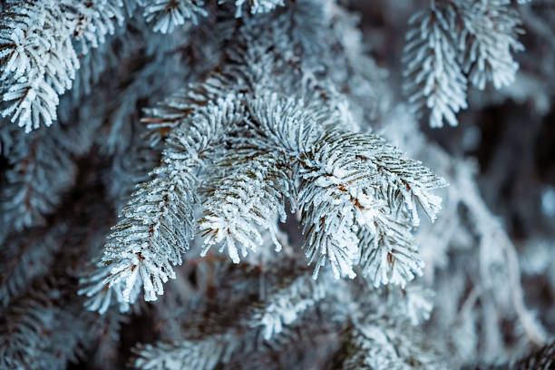istock Spruce tree branches covered with white hoarfrost closeup. Frozen plant side view. Winter season. Forest details. Beauty in nature. Frosty sunny weather day. Atmospheric mood. New Year holiday symbol 2246531925