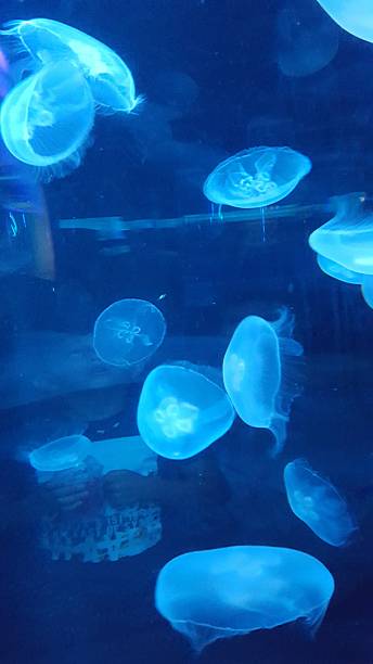 istock blue jellyfish in a aquarium 2246532615